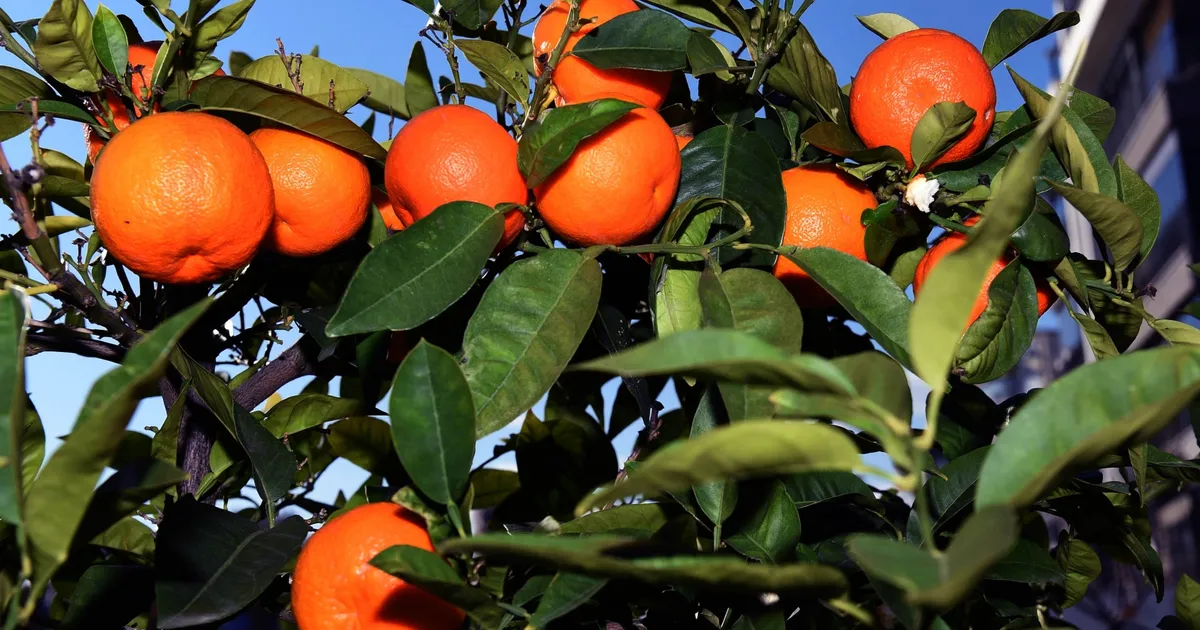 Antalya’dan Kardeş kente turunç ve kamkat fidanı